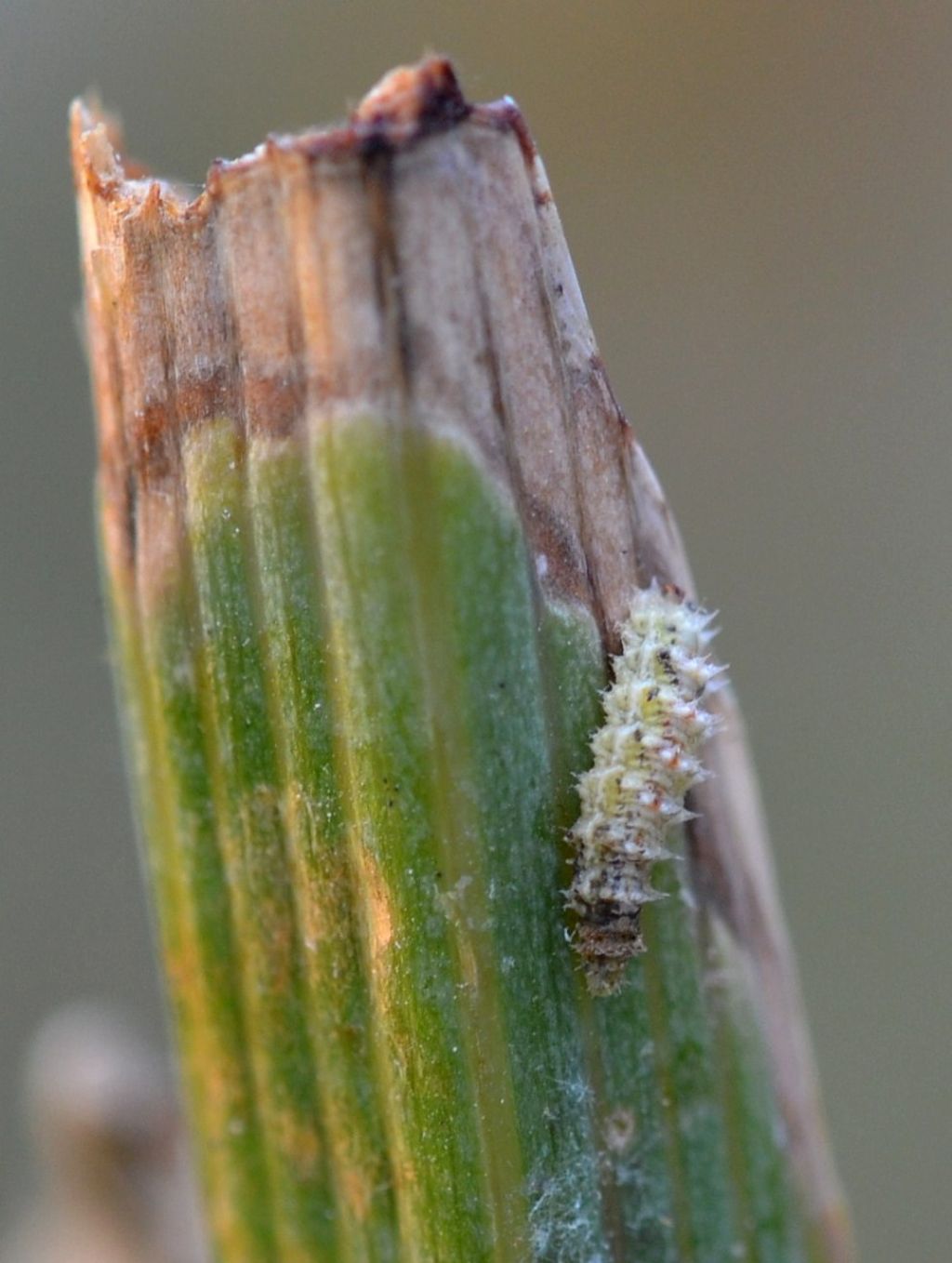 Larva di Coccinella ? (130)